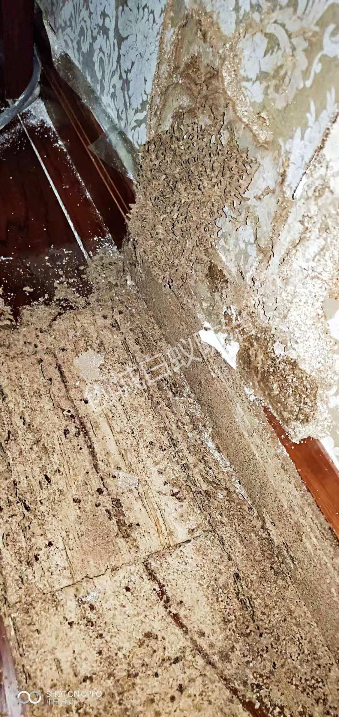 地板家具白蚁防治